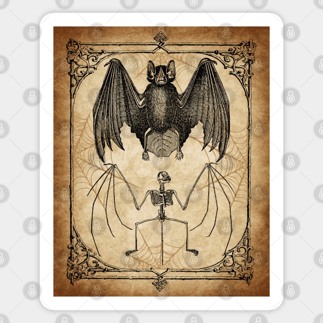 Vintage Bat Anatomy Sticker by RavenWake